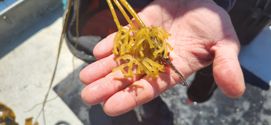 Kelp Planted