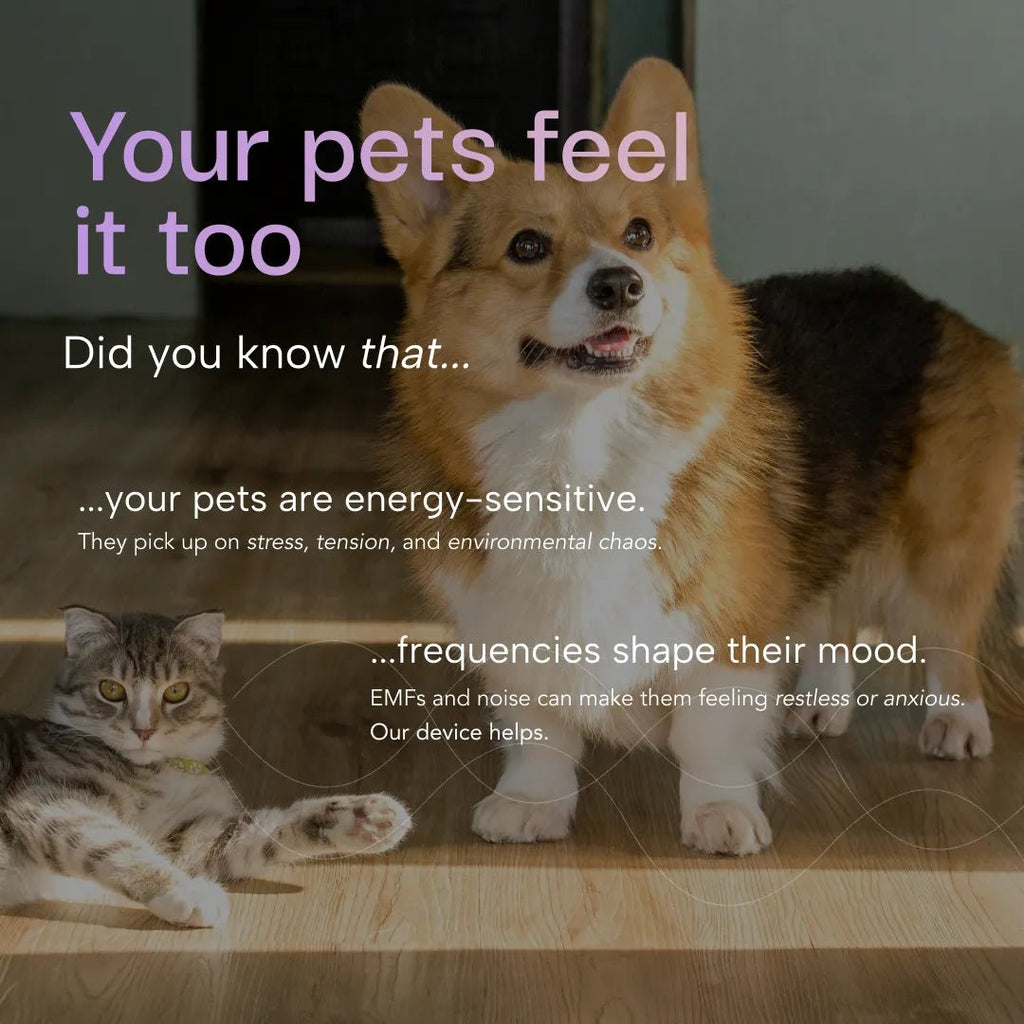 V1 Classic - The Schumann