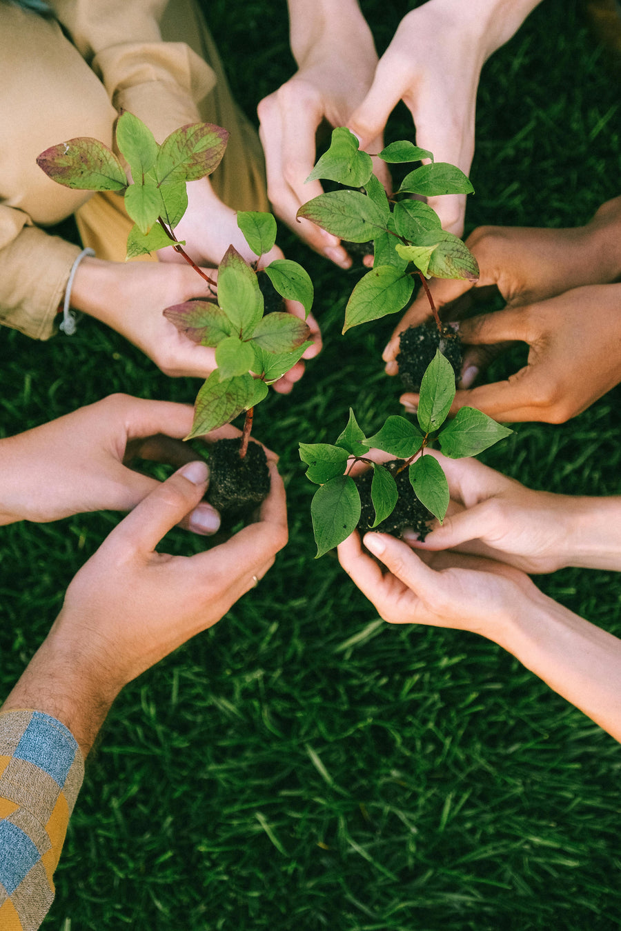 Trees Planted