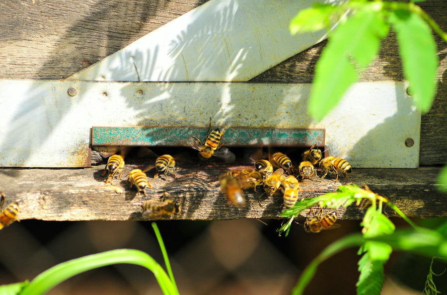Bees Protected