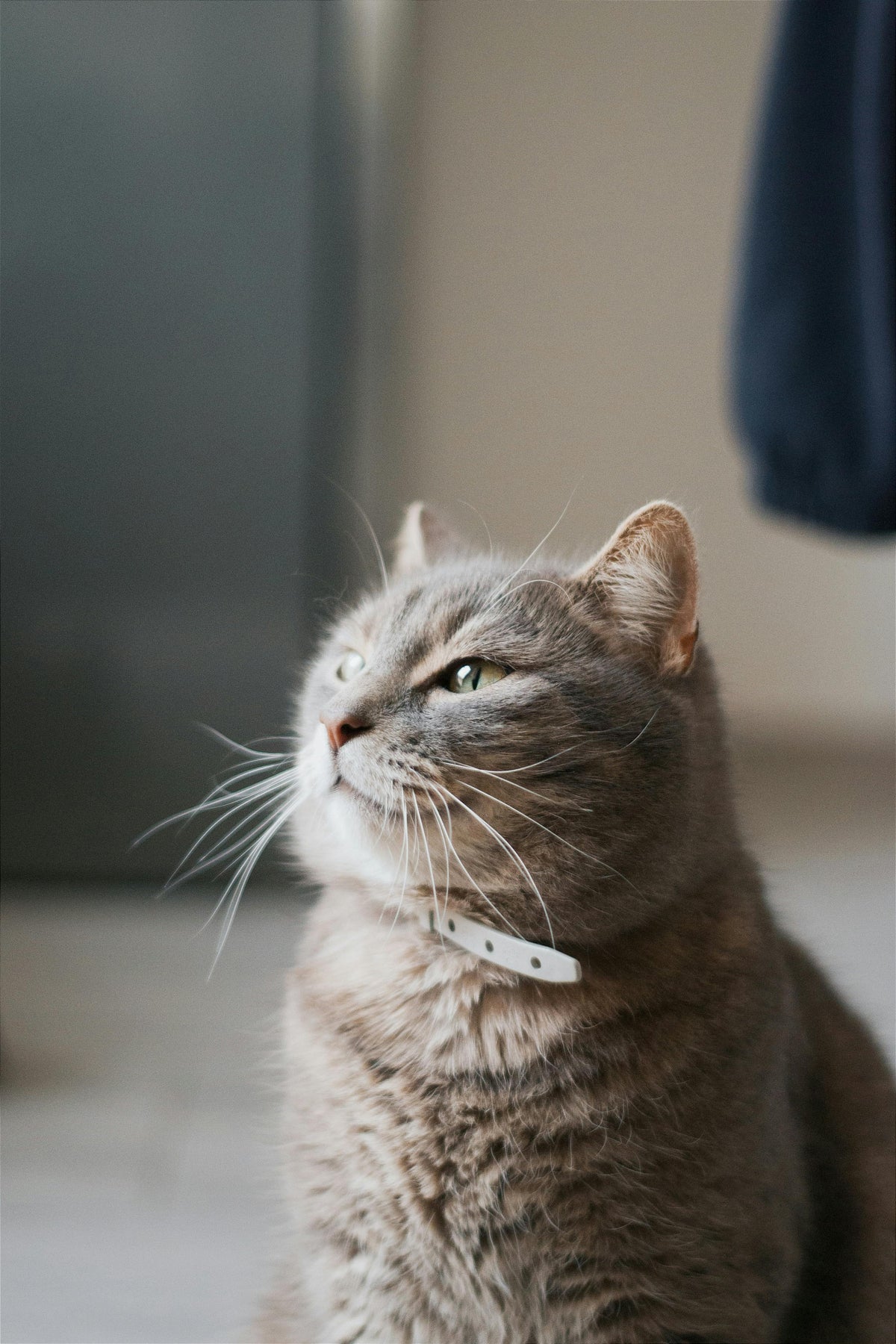 The Pet